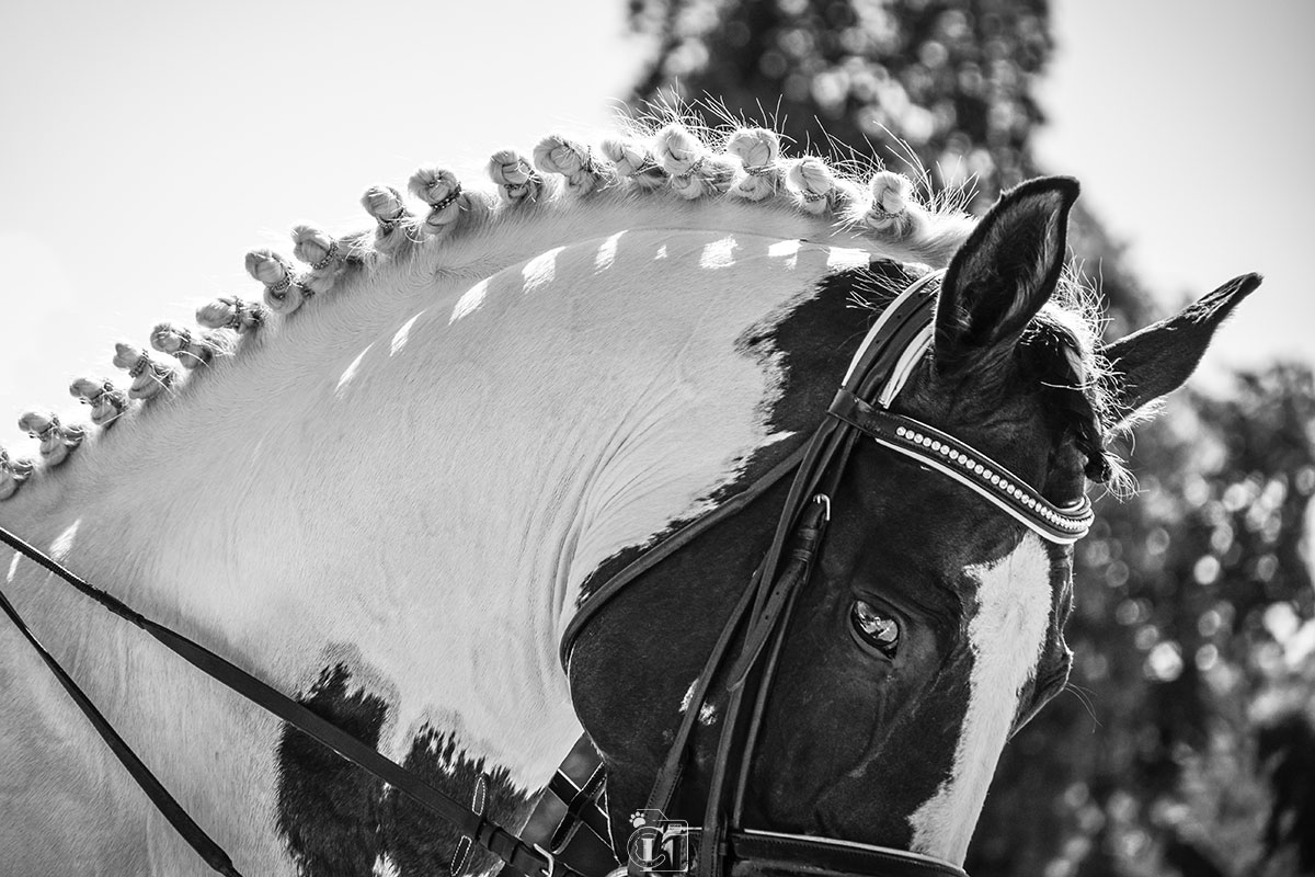 Cavalier Astier Nicolas et son cheval Lumberton sautant un obstacle en bois sur le cross du Mondial du Lion 2019.