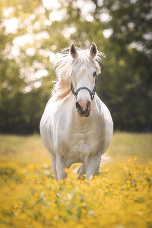 Cheval gris de face en plan vertical au milieu de boutons d'or