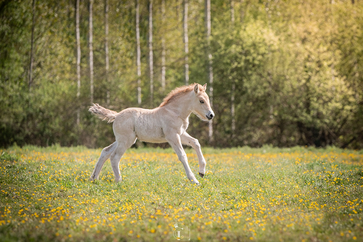 Poulain Fjord qui gambade dans les prés