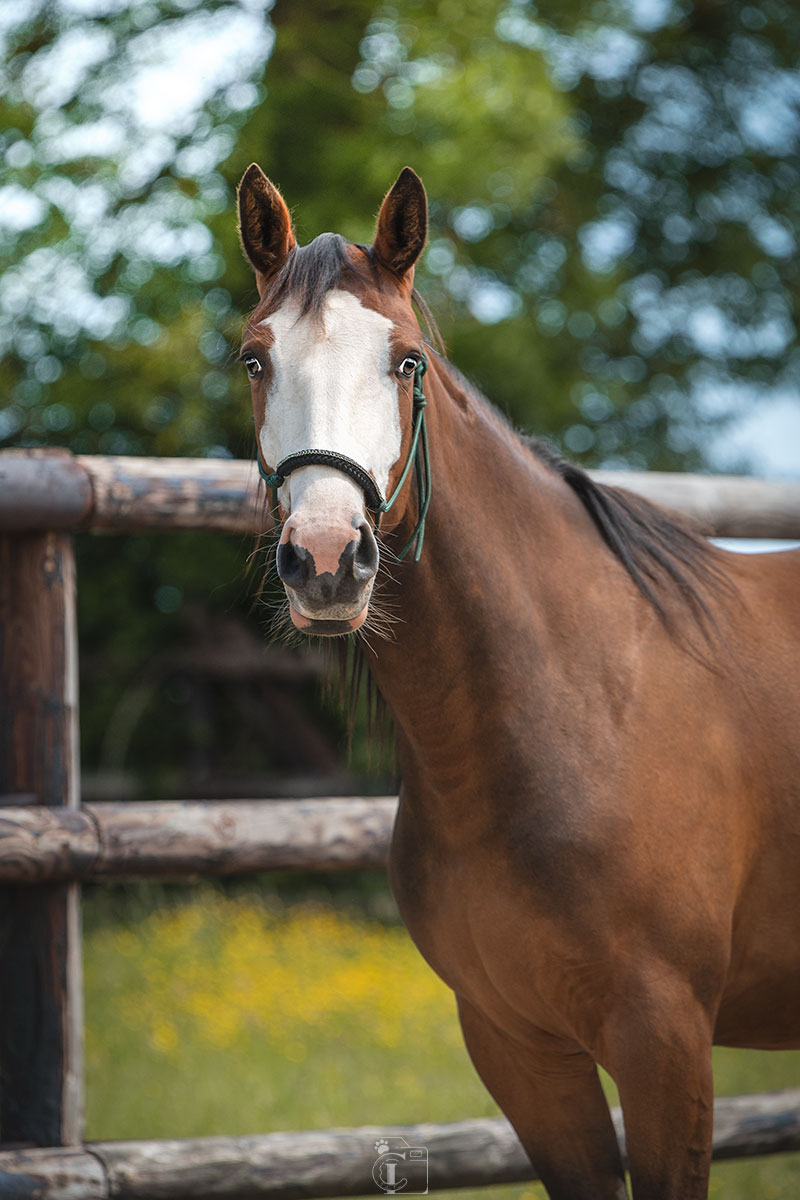 Portrait d'un jeune cheval de deux ans de face