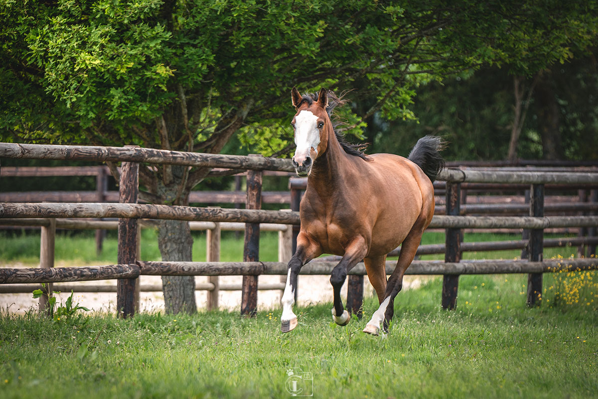 Cheval de deux ans qui court dans son pré