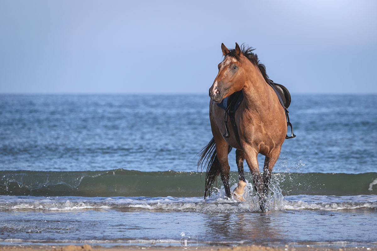 Cheval les pieds dans la mer à Deauville