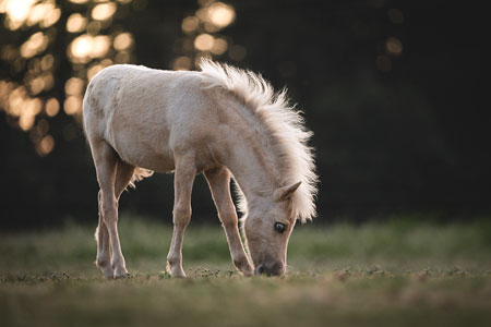 Poulain d'un élevage de poney miniatures américains