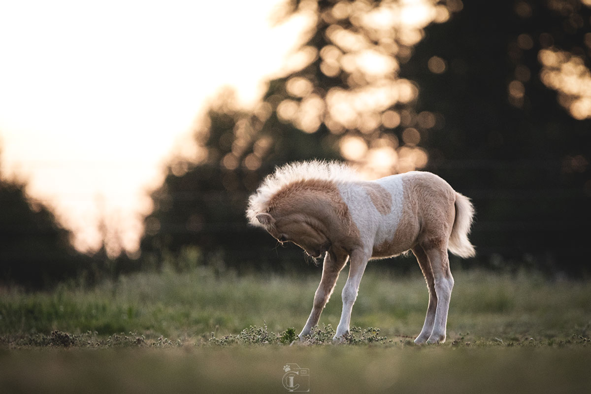 Pouliche d'un élevage de poney miniatures américains