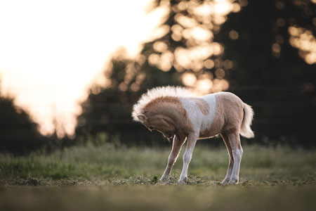 Pouliche d'un élevage de poney miniatures américains