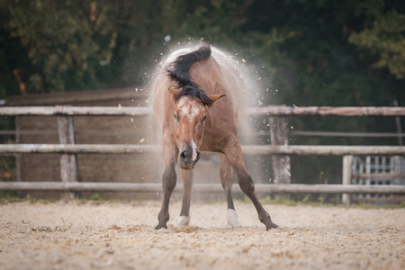 Cheval qui se secoue, envoyant du sable partout autour de lui