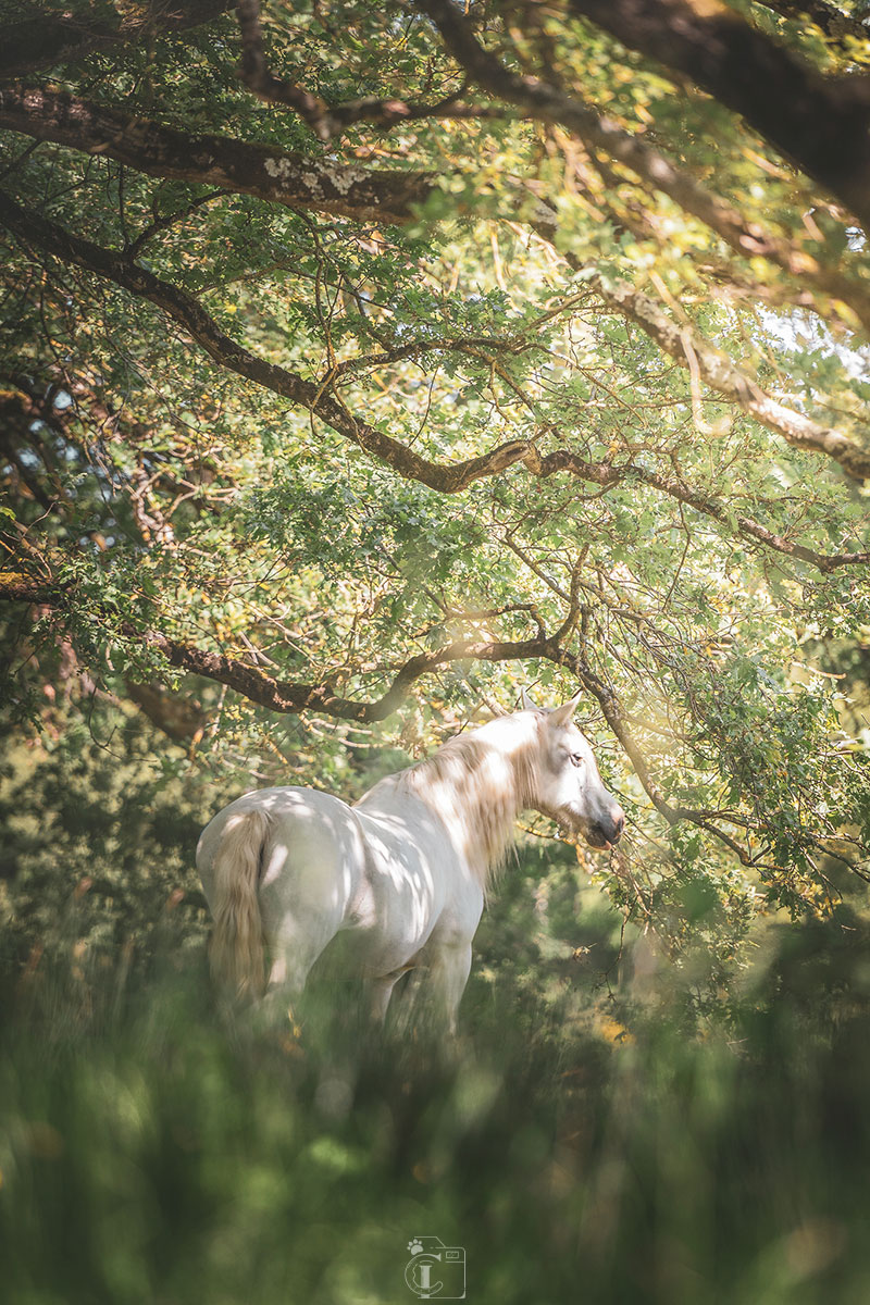 Cheval gris sous les frondaisons de la forêt légèrement ensoleillée