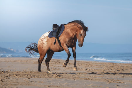 Photo d'un cheval à la plage qui fait le pitre