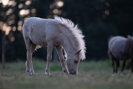 Poulain d'un élevage de poney miniatures américains avant retouche