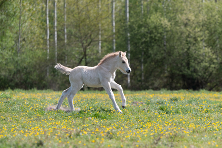 Poulain Fjord qui gambade dans les prés avant retouche