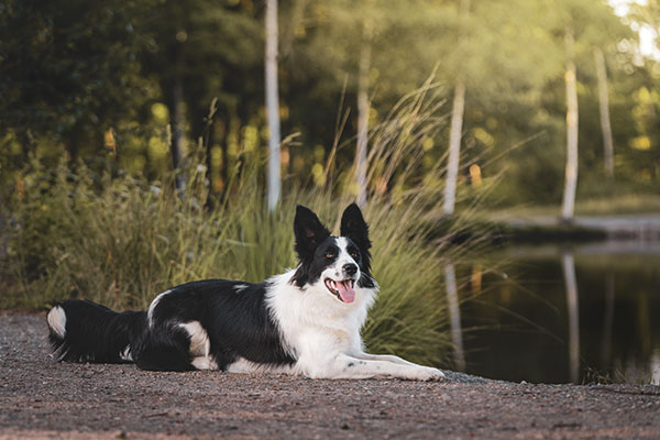 Portrait d’une chienne Staff lors d’une promenade au Bois de Boulogne