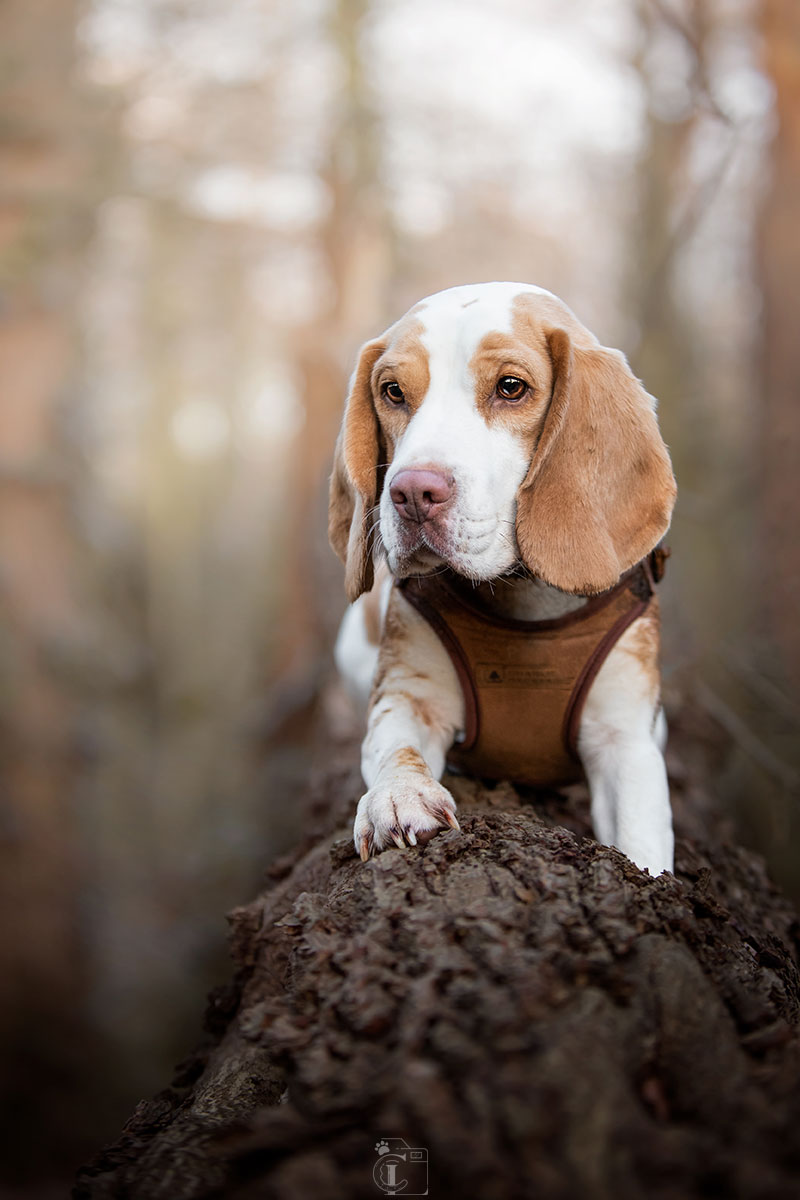 Chienne Beagle couchée sur un tronc d’arbre lors d’une promenade au Bois de Boulogne