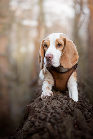 Chienne Beagle couchée sur un tronc d’arbre lors d’une promenade au Bois de Boulogne