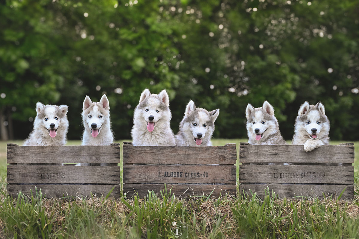 6 chiots pomsky dans des anciennes caisses en bois alignées dans l'herbe