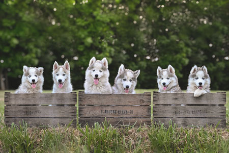 6 chiots pomsky dans des anciennes caisses en bois alignées dans l'herbe