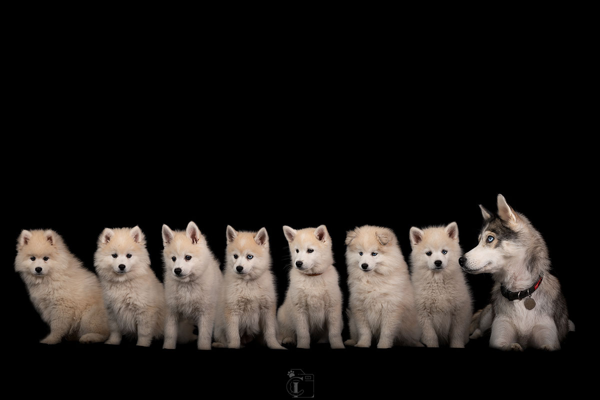 Photo de famille d'une maman Husky et de ses 7 bébés pomsky, sur fond noir