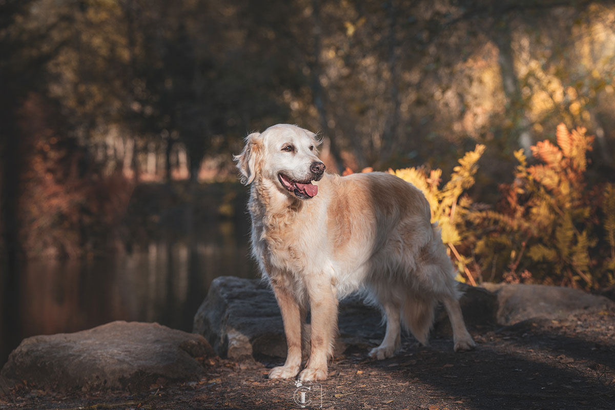 Golden retriever devant un lac dans une forêt