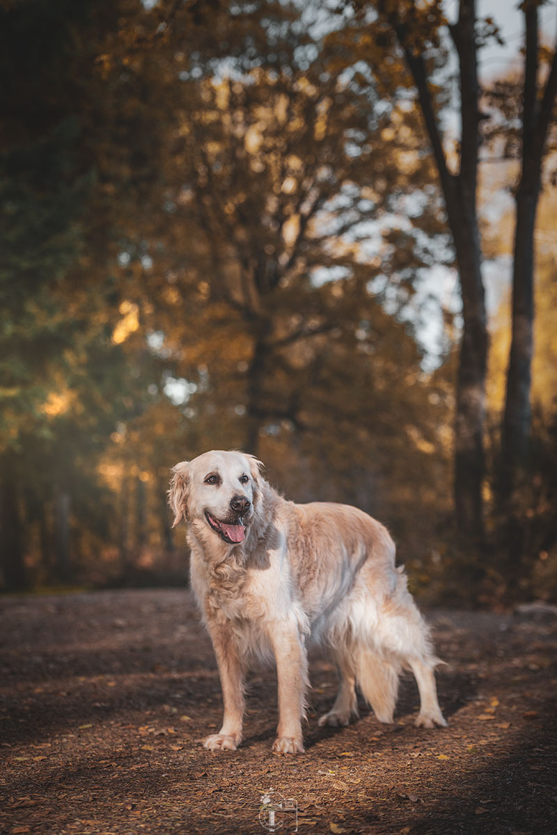 Golden retriever dans une forêt ensoleillée