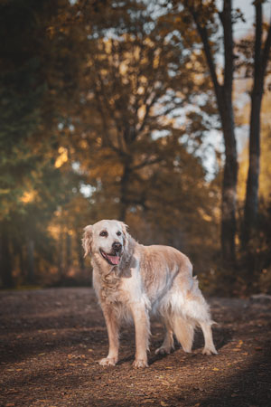 Golden retriever dans une forêt ensoleillée