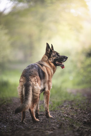 Berger allemand de dos dans une allée en forêt regardant sur sa droite