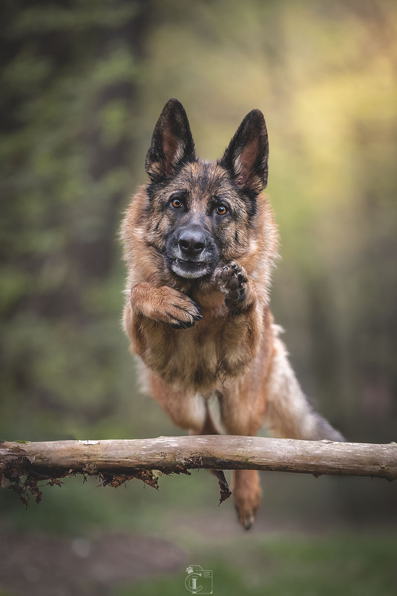 Berger allemand qui saute un obstacle en bois dans une forêt