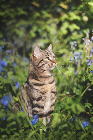 Chat tigré assis au milieu de fleur violette dans l'herbe