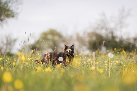 Chatte écaille de tortue dans une pelouse de boutons d'or