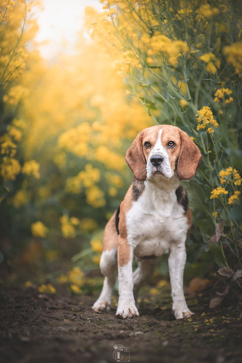 Beagle assis dans un champ de colza avec soleil perçant derrière lui