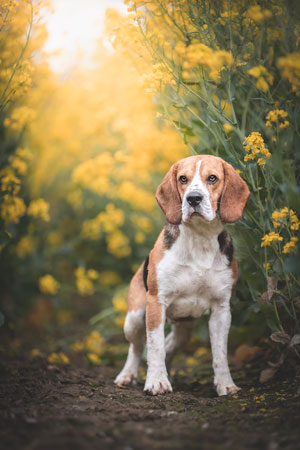 Beagle assis dans un champ de colza avec soleil perçant derrière lui