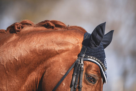 Gros plan sur la tête d'un cheval alezan avec un bonnet bleu marine