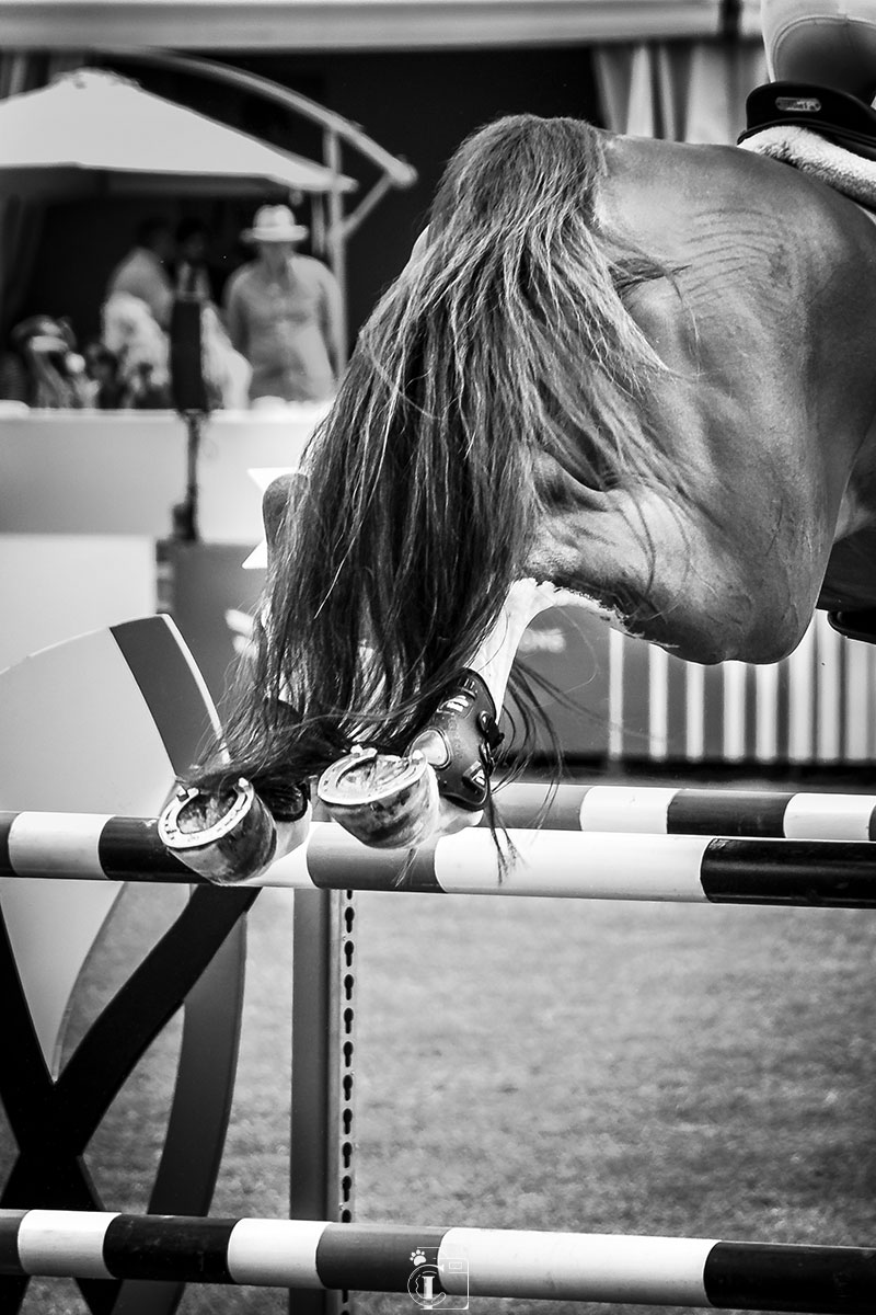 Vue détaillée des postérieurs d’un cheval sautant un obstacle en noir et blanc lors d’un concours de saut d’obstacle Longines Global Champions Tour à Chantilly en 2019