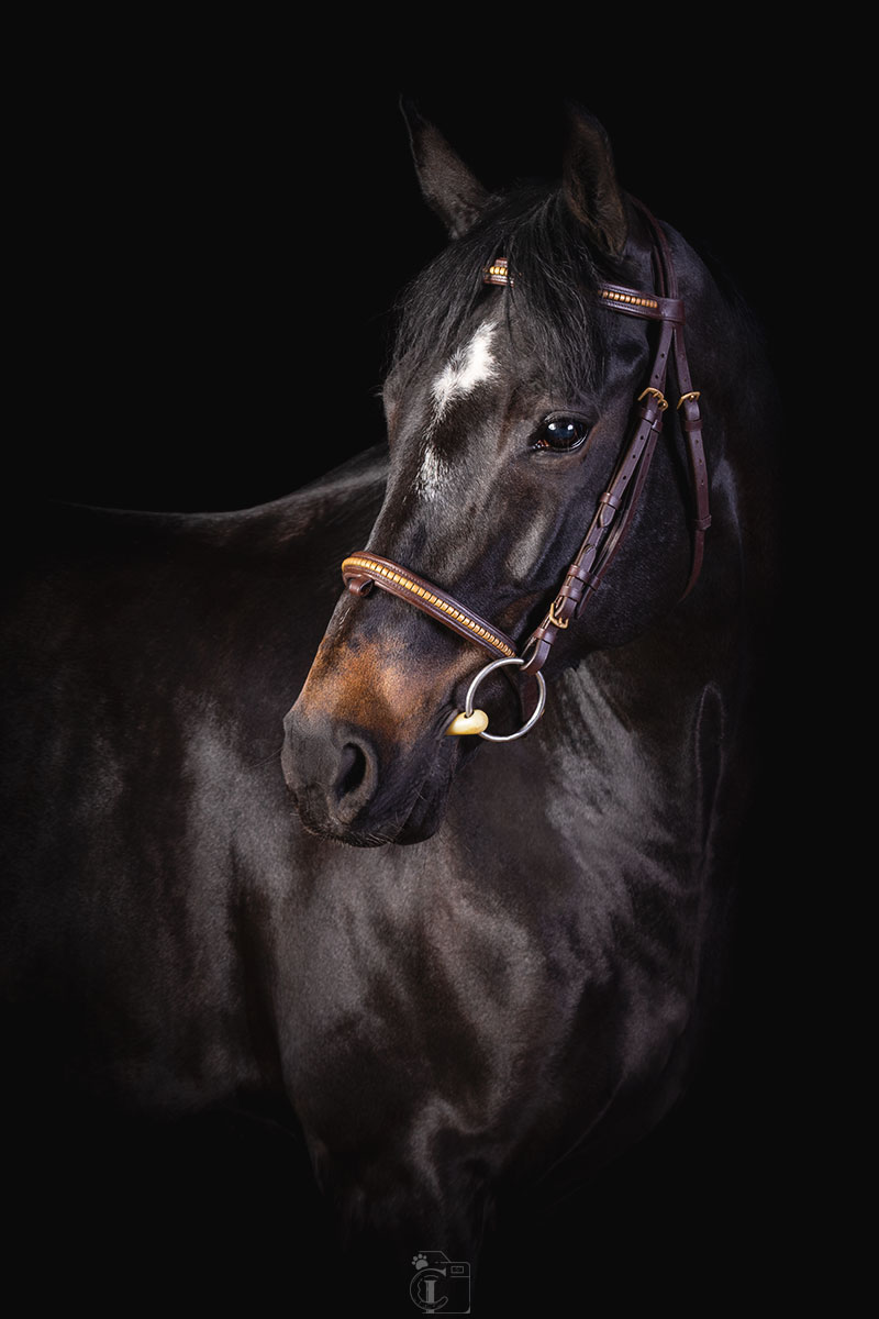 Portrait équin sur fond noir lors d’un shooting studio