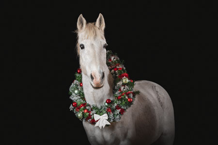 Cheval gris avec couronne de noël autour du coup sur fond noir lors d’un shooting studio