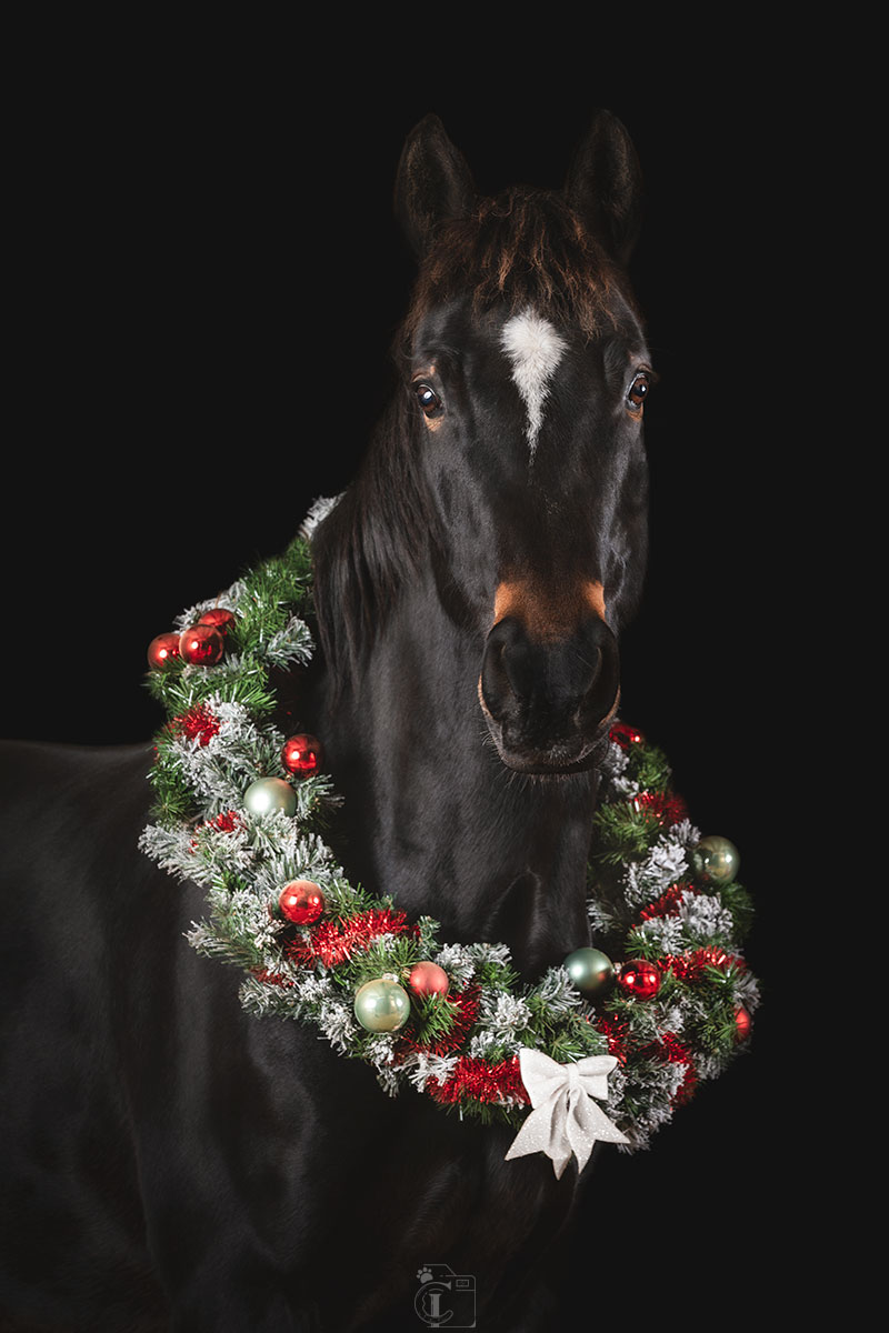 Poney portant un bonnet de noël avec une jeune fille et son chien, fond noir