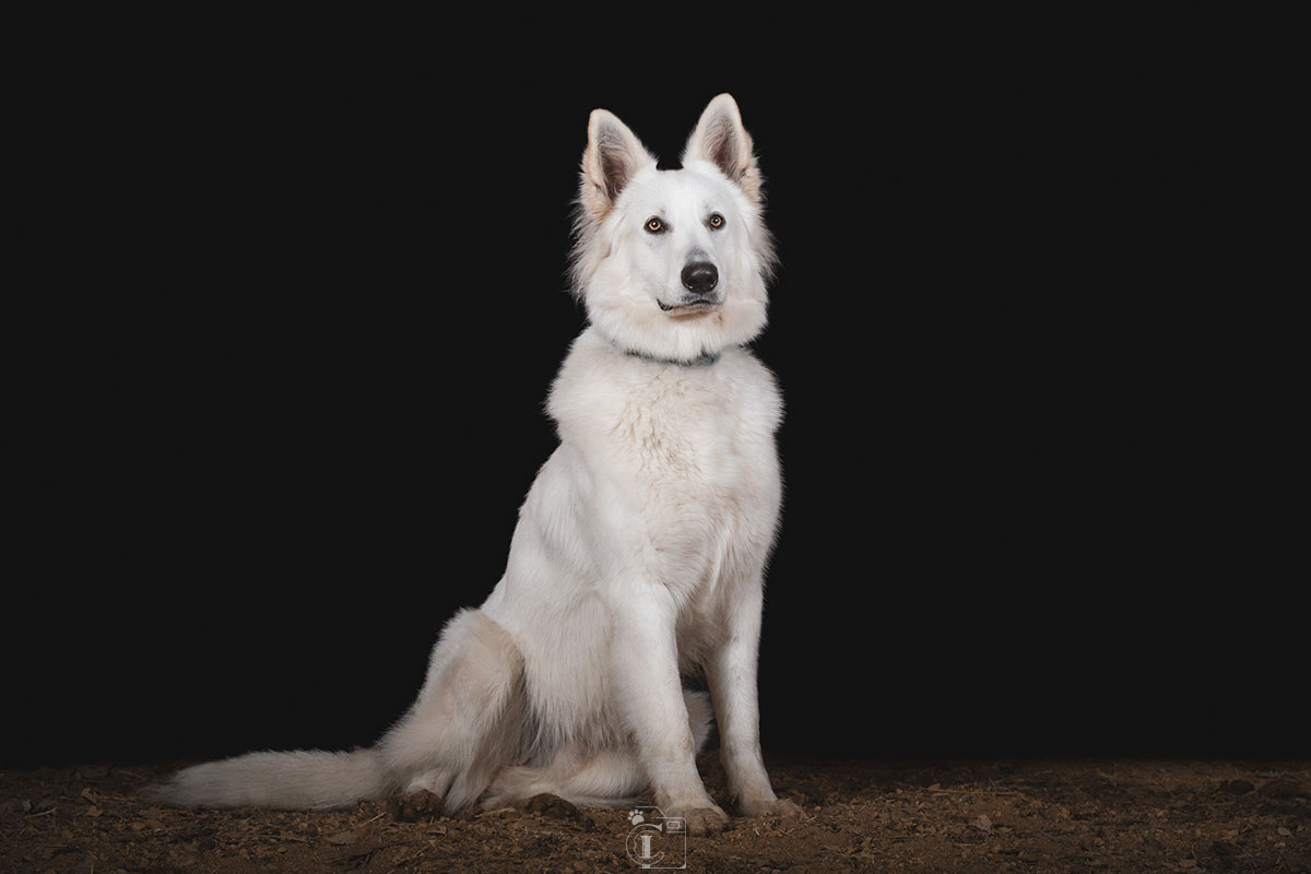 Chien berger suisse assis sur fond noir lors d’un shooting studio