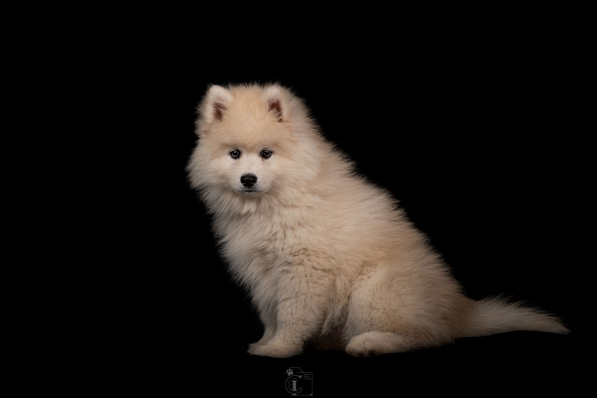 Chiot pomsky sur fond noir lors d’un shooting studio