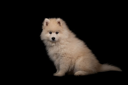 Chiot pomsky sur fond noir lors d’un shooting studio