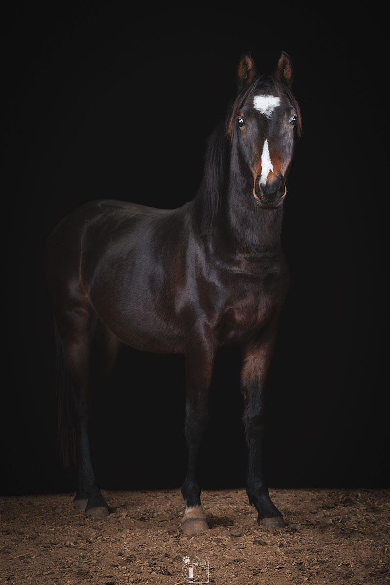 Cheval noir sur fond noir lors d’un shooting studio