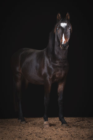 Cheval noir sur fond noir lors d’un shooting studio