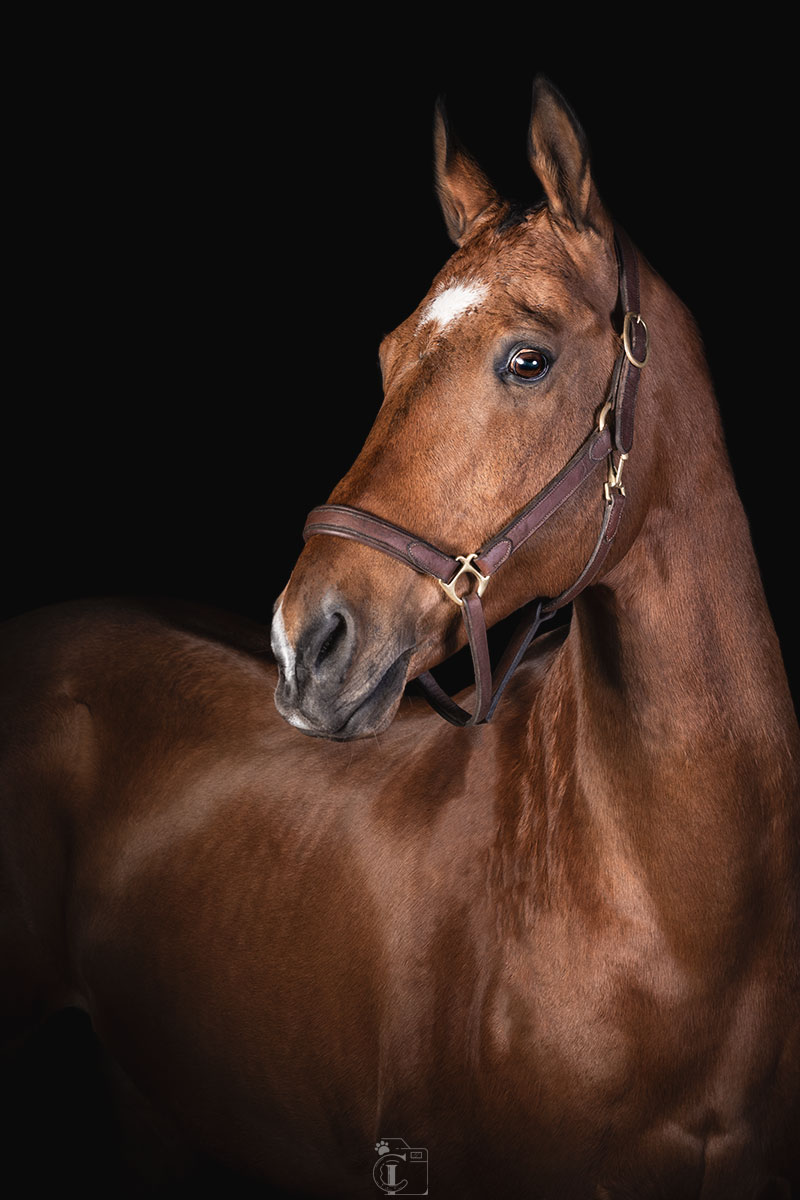 Portrait équin sur fond noir lors d’un shooting studio