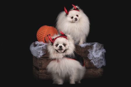 Deux chiens spitz nains déguisés en diable devant une caisse en bois avec citrouille et toile d'araignée, fond noir