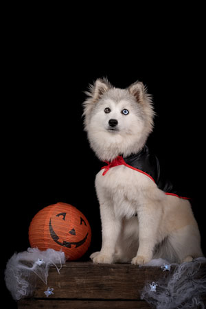 jeune pomsky avec une cape noire sur une caisse en bois avec citrouille et toile d'araignée, fond noir