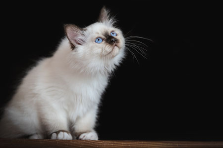 Portrait d'un chaton sacré de Birmanie sur fond noir