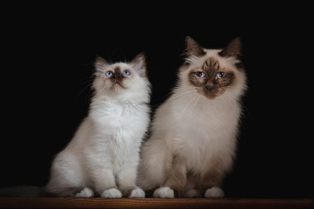 Portrait d'une mère et son chaton sacrés de Birmanie sur fond noir