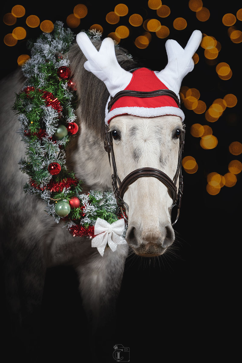 Portrait équin avec bonnet et guirlande de noël sur fond noir lors d’un shooting de noël