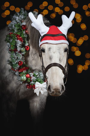 Portrait équin avec bonnet et guirlande de noël sur fond noir lors d’un shooting de noël