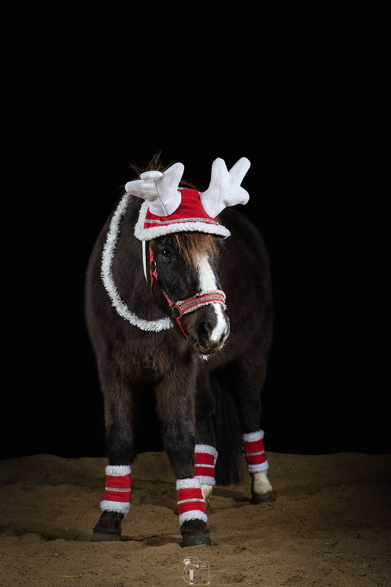 Portrait poney avec bonnet et guirlande de noël sur fond noir lors d’un shooting de noël