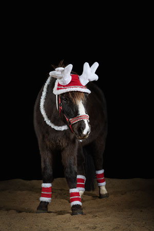 Portrait poney avec bonnet et guirlande de noël sur fond noir lors d’un shooting de noël