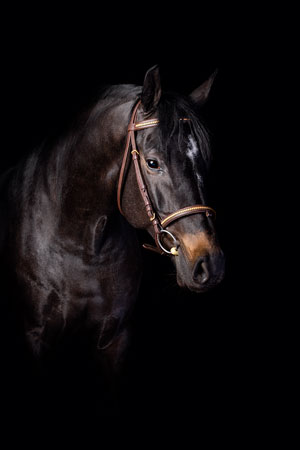 Portrait équin sur fond noir lors d’un shooting studio