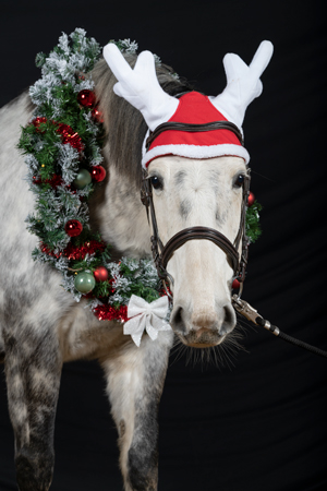 Portrait équin avec bonnet et guirlande de noël sur fond noir lors d’un shooting de noël, avant retouche